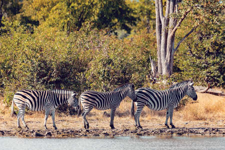 Zebra in bush, Botswana Africa wildlifeの写真素材
