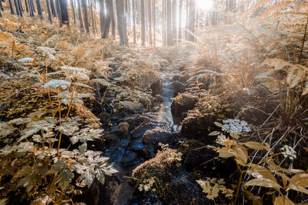 Falls on the small mountain river in a forestの写真素材