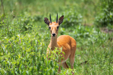Cute Oribi antelope Ethiopia, Africa wildlifeの写真素材