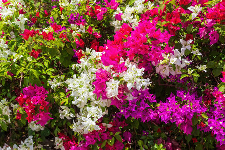 Bougainvillea flowers blooming in the gardenの写真素材