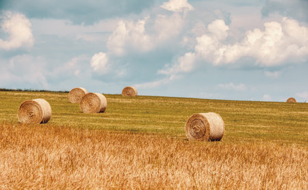 Straw bales stacked in a field at summer timeの写真素材