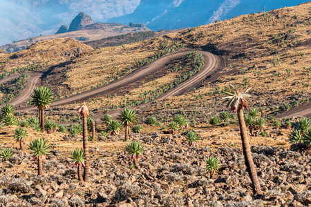Semien or Simien Mountains, Ethiopiaの写真素材
