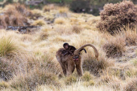 endemic Gelada in Simien mountain, Ethiopiaの写真素材