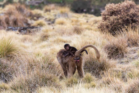 endemic Gelada in Simien mountain, Ethiopiaの素材 [FY310181417999]