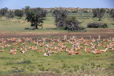herd of Springbok in kalahari, South Africa wildlifeの写真素材