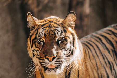 Sumatran Tiger, Panthera tigris sumatraeの写真素材
