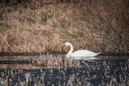Wild bird mute swan in spring on pondの写真素材