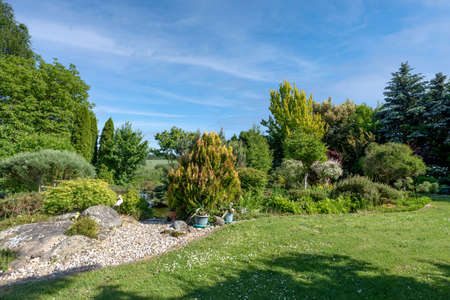 summer garden with conifer treesの写真素材