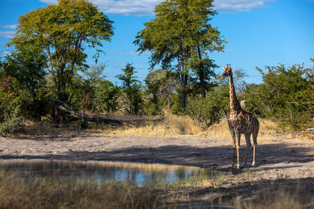 South African giraffe, Africa wildlife safariの写真素材