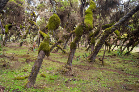 Harenna Forest biotope in Bale Mountains, Ethiopiaの写真素材