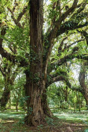 Harenna Forest biotope in Bale Mountains, Ethiopiaの写真素材