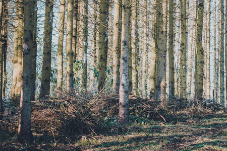 Spruce Trunks In A Mossy Forestの写真素材