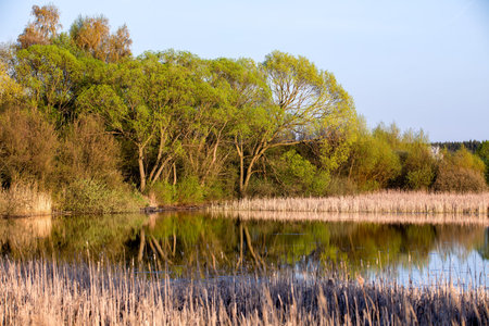 reeds at the pond in springtime