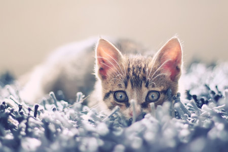 Cute photo of lying kitten