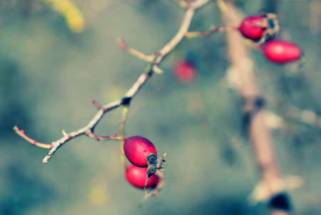 Dogroseの写真素材