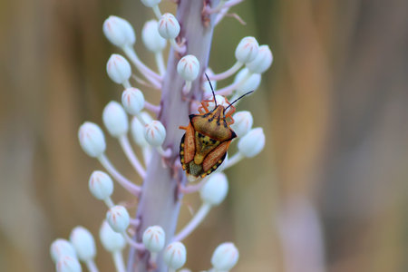 Stink bug