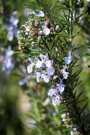 Spring photo of rosemary flowersの写真素材