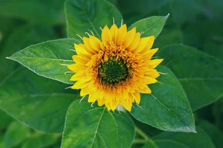 Sunflowerの写真素材