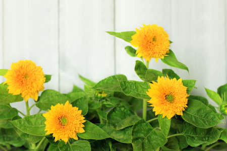 Sunflowerの写真素材