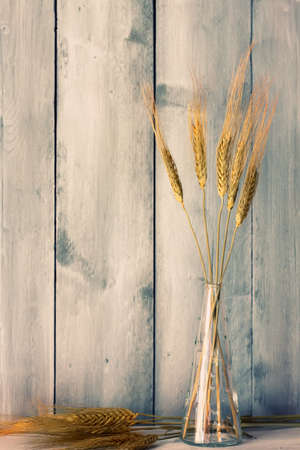 Wheatの写真素材
