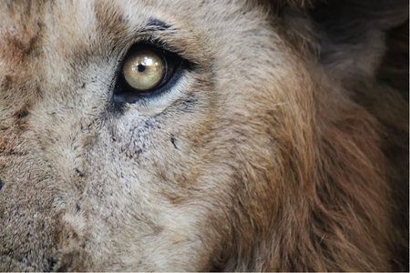 Photo of lion's eye
