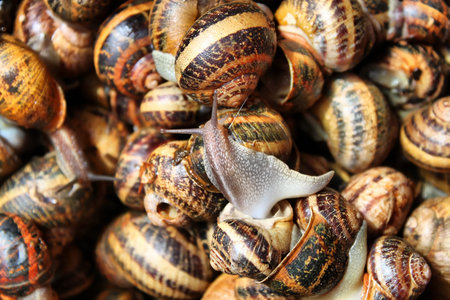 Snailsの写真素材