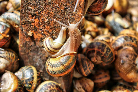 Snailsの写真素材