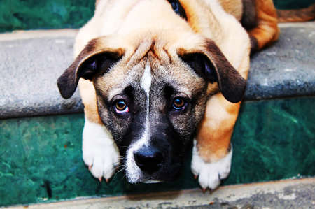 This is a photo of sad puppy on the stairの写真素材