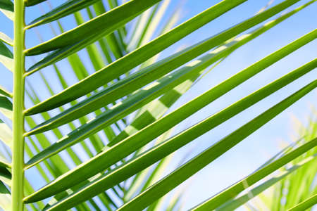 Palms leafsの写真素材