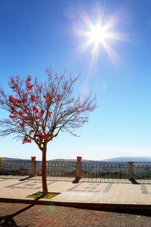 Treeの写真素材
