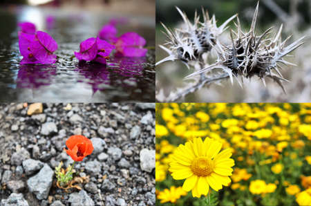four seasonsの写真素材