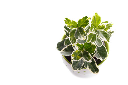 Gold Variegated Japanese Euonymus