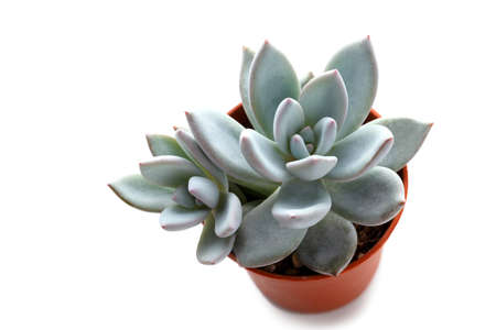 Small succulent in a potの写真素材