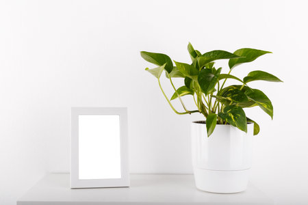 Golden pothos or devils ivy