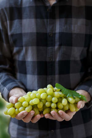 white grapes in farmers handsの写真素材