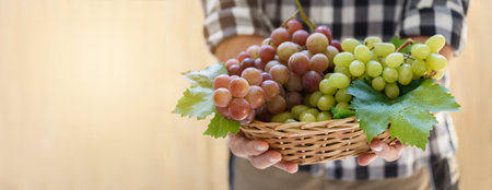 Farmers hands holding pink and white grapes autumn harvest banner with copy space
