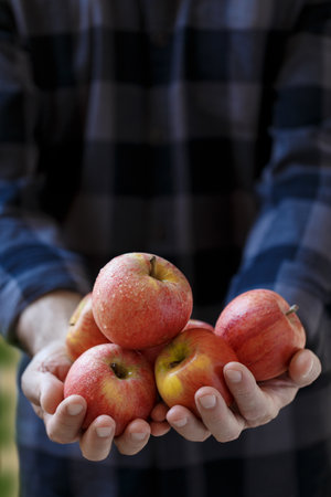Man holding red ripe apples in hands autumn harvest verticalの写真素材