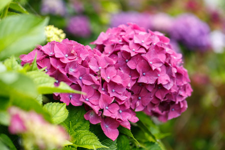 Bush of blooming pink Hydrangea or Hortensia flowers in the summer. Natural background, selective...