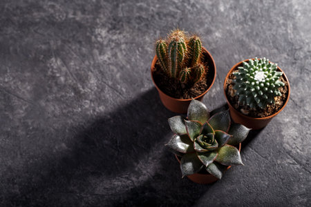 Different types of small echeveria succulents and cactus in brown pots gardening concept vertical natural lightの写真素材