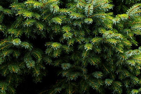 Fir tree branch close up, evergreen tree in the forest or park