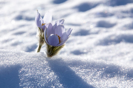 Prairie Crocus Winter Saskatchewan Bright Sunny Day