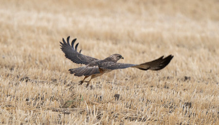 Hawk in Saskatchewan Canada in flight Canadaの写真素材