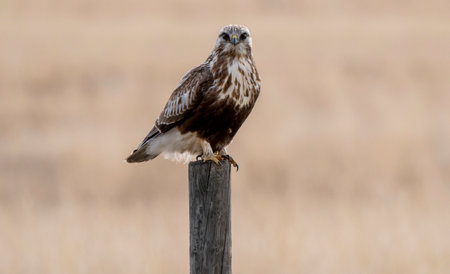 Hawk in Saskatchewan Canada in flight Canadaの写真素材