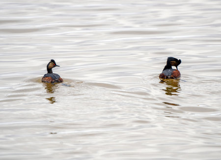 Eared Grebe Canada in a Sasktchewan Pond Springtime