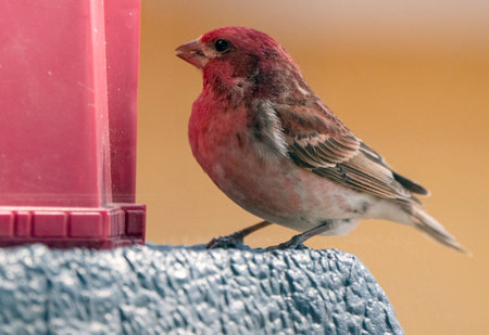 Pine Grosbeak Saskatchewan Close up at Feederの写真素材