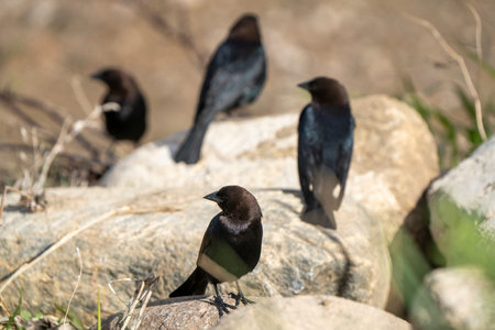Cowbird in Saskatchewan Canada Springtime migration Wildlifeの写真素材