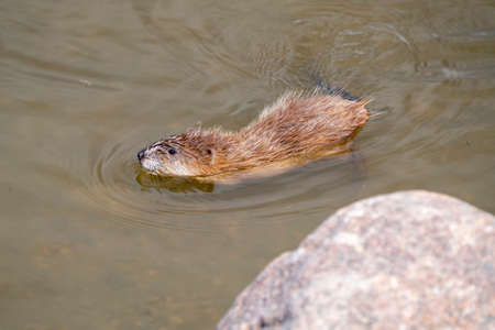 Muskrat in Pondの写真素材