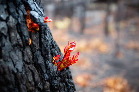 Small leaves burst forth from a tree trunk after bush fireの写真素材