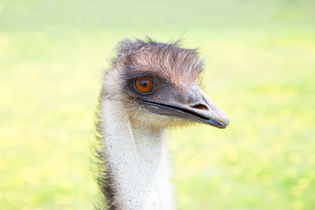 Australian emu