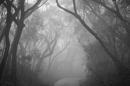 Misty road through Blue Mountains